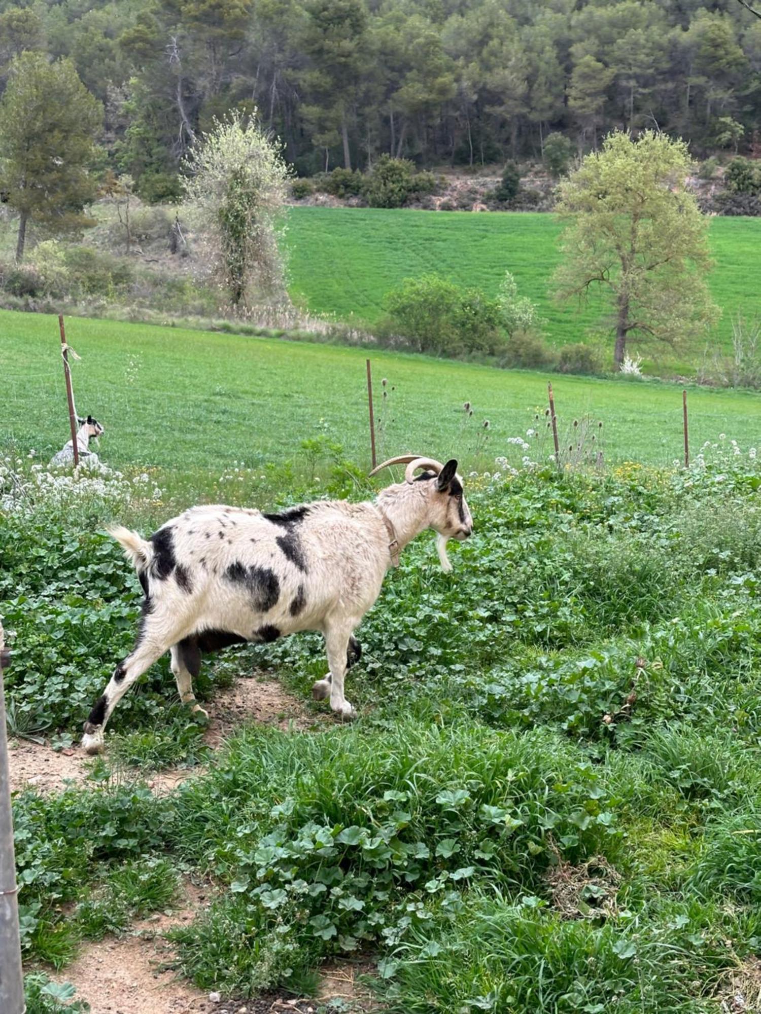 Ca L'Oreneta El Pla de Manlleu Exteriör bild